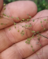 Dichanthelium consanguineum