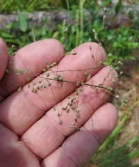 Dichanthelium consanguineum