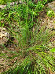 Dichanthelium consanguineum