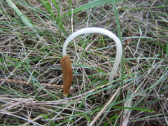 Conocybe deliquescens