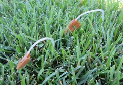 Conocybe deliquescens