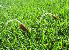 Conocybe deliquescens