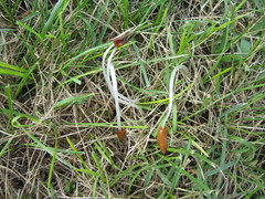 Conocybe deliquescens