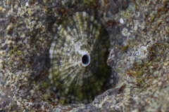 Fissurella barbadensis