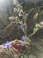 Anchusa azurea