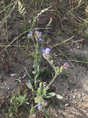 Anchusa azurea