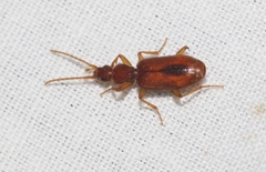 Pseudaptinus horni