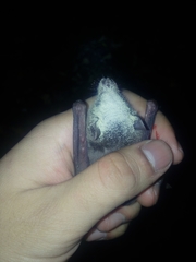 Leptonycteris nivalis