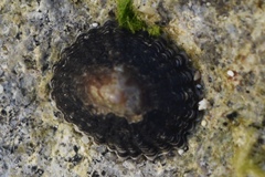 Siphonaria alternata