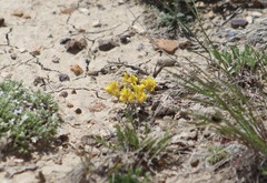 Aphyllon fasciculatum