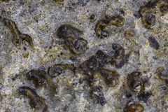Vermicularia