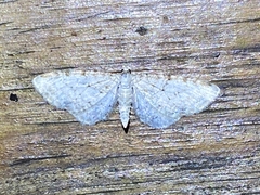 Eupithecia cretaceata