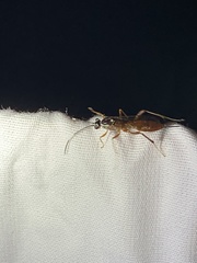 Mesostenus thoracicus