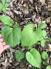 Eurybia schreberi