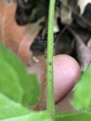 Eurybia schreberi