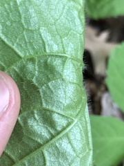 Eurybia schreberi