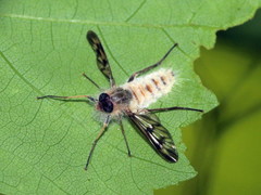 Furia ithacensis