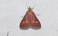 Pyrausta pseuderosnealis