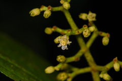 Miconia albertobrenesii