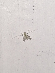 Psectrotanypus dyari