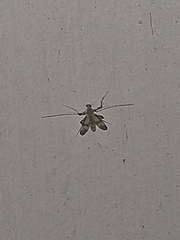 Psectrotanypus dyari