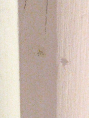 Psectrotanypus dyari