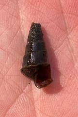 Pleurocera pyrenella