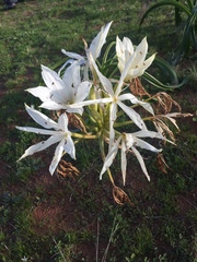 Crinum flaccidum