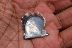 Pinctada imbricata