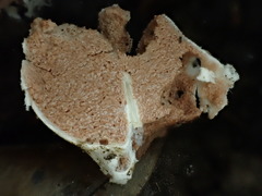 Entoloma gasteromycetoides