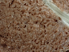 Entoloma gasteromycetoides