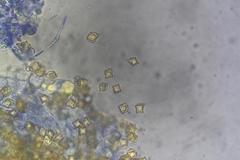 Entoloma gasteromycetoides