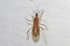 Oncerotrachelus pallidus