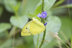 Ixias pyrene andamana