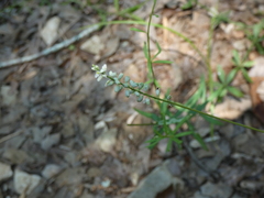 Polygala boykinii