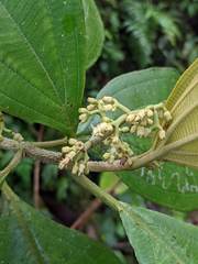 Miconia albertobrenesii