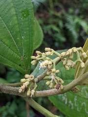 Miconia albertobrenesii