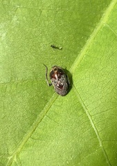 Penthimia americana