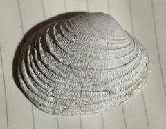 Irusella lamellifera