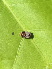Penthimia americana