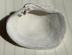 Irusella lamellifera