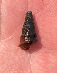 Pleurocera pyrenella