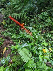 Pitcairnia brittoniana image