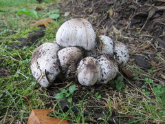 Coprinopsis atramentaria