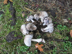 Coprinopsis atramentaria