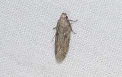Hypatima