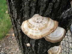 Polyporaceae