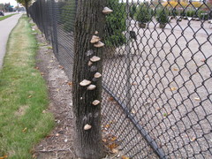 Polyporaceae