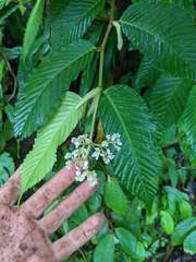 Begonia cooperi