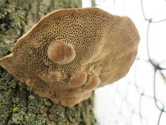 Polyporaceae